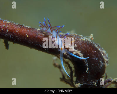 Un piccolo viola invertebrato scivola sul fondale Foto Stock