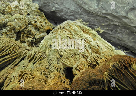 Phong Nha grotte nei pressi di Dong Hoi - Vietnam Foto Stock