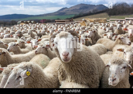 RAM tra branchi di allevamento di ovini allevamento di pecore negli altopiani della Boemia centrale rurale nella Repubblica Ceca gregge di allevamento di ovini allevamento di bestiame del gruppo Foto Stock