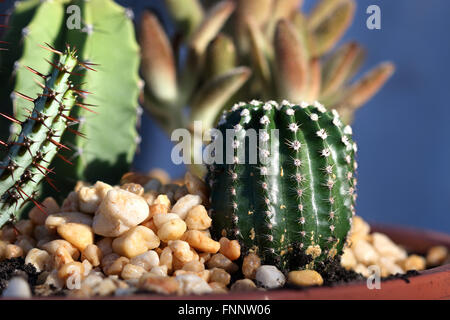 Echinopsis Jolly Blossum Foto Stock