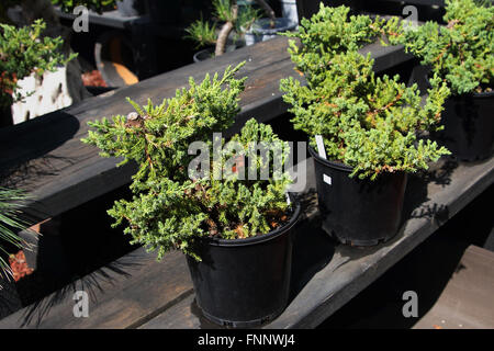 Juniperus procumbens o noto come Bonsai di ginepro motorino di avviamento Foto Stock