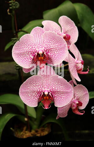 Phalaenopsis orchidee o noto come falena orchidee Foto Stock