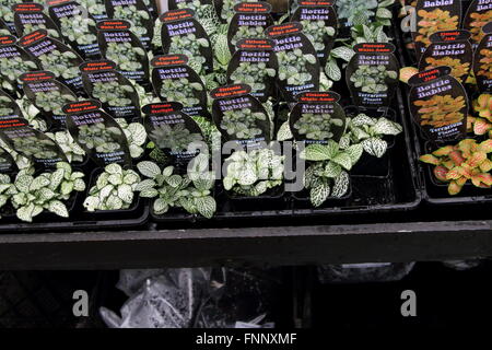 Terrario piante o piante da interni per la vendita a livello locale nursery Foto Stock