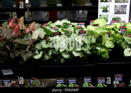 Terrario piante o piante da interni per la vendita a livello locale nursery Foto Stock