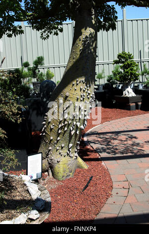 Ceiba Speciosa o Chorisia speciosa noto anche come la seta Floss Tree Foto Stock