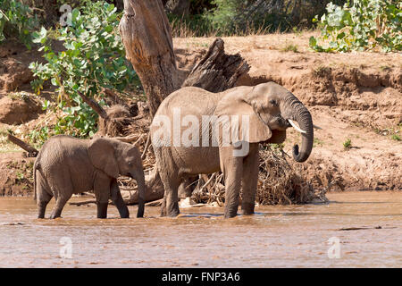 L'elefante africano (Loxodonta africana), mucca con giovani in piedi nel fiume, Samburu riserva nazionale, Kenya Foto Stock