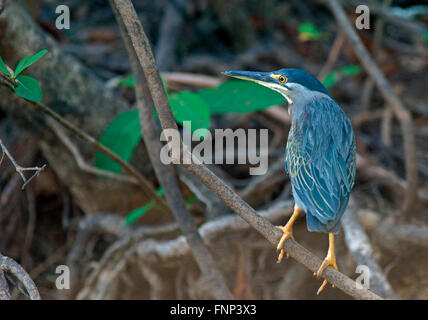 Airone verde (Butorides striata) seduto sul ramo, Pantanal, Brasile Foto Stock