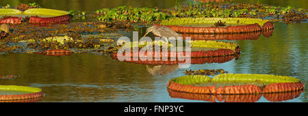 Airone striato (Butorides striata) permanente sulla giant giglio di acqua (Victoria regia), Pantanal, Brasile Foto Stock