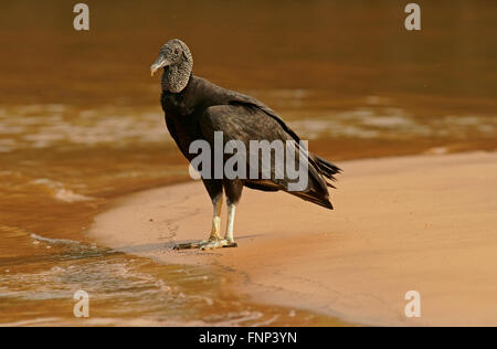 Avvoltoio nero (Coragyps atratus) in piedi sulla riva, Pantanal, Mato Grosso, Brasile Foto Stock