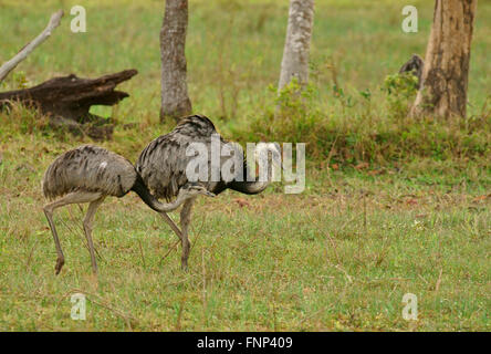 Rheas (Rhea americana), coppia, Pantanal, Mato Grosso, Brasile Foto Stock