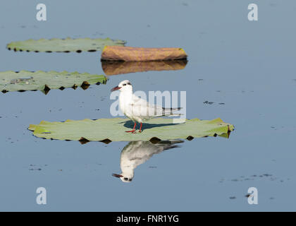 Mignattino piombato (Chlidonias hybridus), Fogg Dam, Territorio del Nord, l'Australia Foto Stock