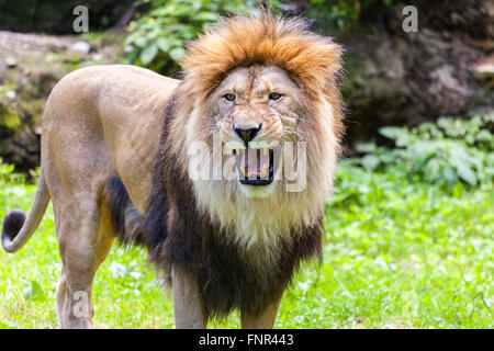 In piedi leone ruggisce Foto Stock