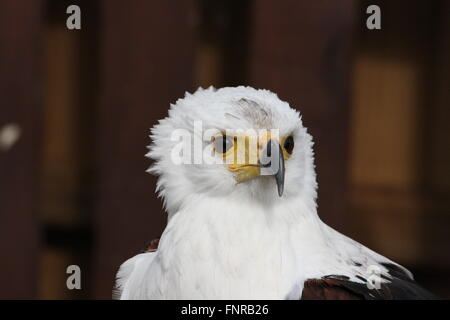 Haliaeetus vocifer,african fish eagle ,testa e spalle laterali sui modi in cattività Foto Stock