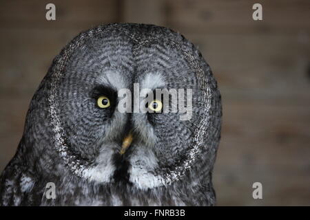 Grande gufo grigio o Lapponia Allocco,Strix nebulosa testa solo girato entrambi gli occhi aperti e cerca nella fotocamera .in cattività ,bird Foto Stock