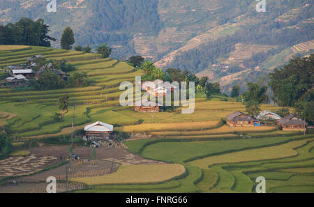 Tipica immagine di un paese asiatico il paesaggio in una zona rurale con campo di risone in tempo di vendemmia sotto la luce del sole giallo Foto Stock