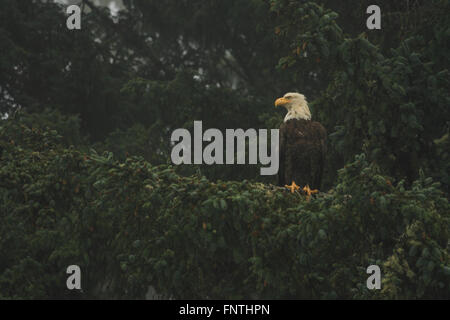 Un aquila calva sulla costa dell'isola di Vancouver, British Columbia Foto Stock