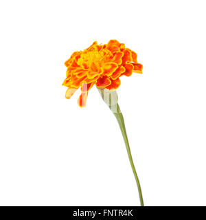 Calendula fiori isolati su sfondo bianco Foto Stock