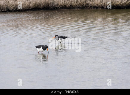Una coppia di Oystercatchers rovistando in due Tree Island, Leigh on Sea, Essex Foto Stock