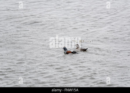 Una coppia di Arlecchino anatre nuotare sotto la pioggia Foto Stock