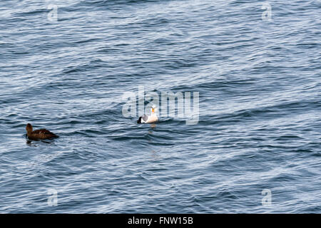 Un Re Eider nuoto off shore a Grundarsfjordur, Islanda Foto Stock