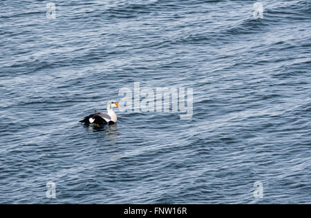 Un Re Eider nuoto off shore a Grundarsfjordur, Islanda Foto Stock