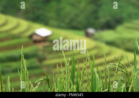 Riso terrazzati in campo UM Cang Chai, Vietnam Foto Stock