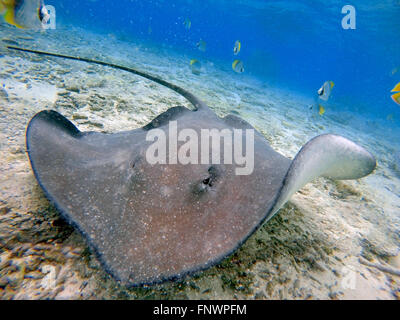 Sting rays in acque poco profonde del Bora Bora Lagoon, Moorea, Polinesia francese Isole della Società, South Pacific. Cook's Bay. Foto Stock