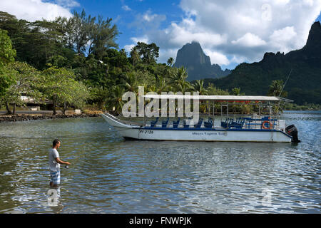 Fisher a Moorea, Polinesia francese Isole della Società, South Pacific. Cook's Bay. Foto Stock