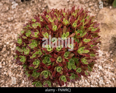 Aeonium Cornish omaggio nel Regno Unito Foto Stock