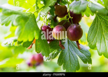 Ribes rosso cresce su una boccola Foto Stock