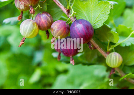 Ribes rosso cresce su una boccola Foto Stock