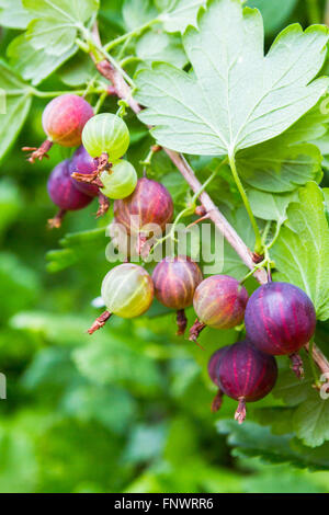 Ribes rosso cresce su una boccola Foto Stock