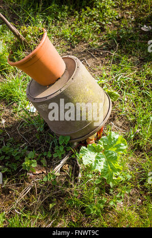 Uso di un troppo piccolo vaso per forzare il rabarbaro che mostra la forza di steli di salita Foto Stock