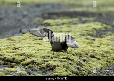 Jaeger parassita Islanda Foto Stock