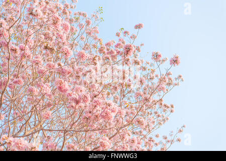 Bella Tabebuia rosea albero o poui rosa e rosy struttura a campana fiore rosa in fiore nel giardino Foto Stock