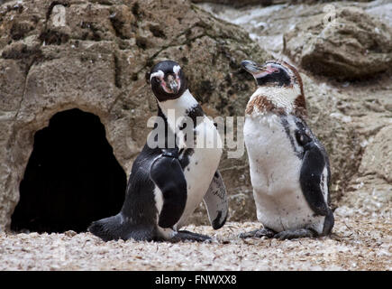 I pinguini Humboldt (Spheniscus Humboldti) adulto e bambino moulting Foto Stock
