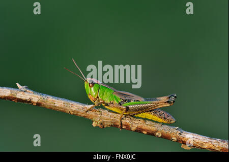 Prato grasshopper (Chorthippus parallelus) femmina colore verde morph su ramoscello Foto Stock