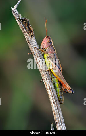 Prato grasshopper (Chorthippus parallelus) femmina colore rosa morph su ramoscello Foto Stock