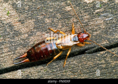 Earwig comune / Europea earwig (Forficula auricularia) femmina Foto Stock