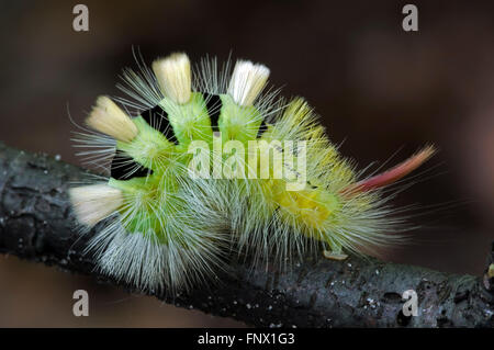 Pale Tussock Moth caterpillar (Dasychira pudibunda / Calliteara pudibunda / Phalaena pudibunda) sul ramo Foto Stock