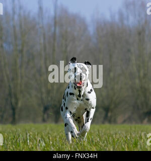 Dalmata carrello / cane / spotted dog coach in esecuzione nel campo Foto Stock