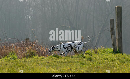 Dalmata carrello / cane / pullman spotted dog sniffing in Prato Foto Stock