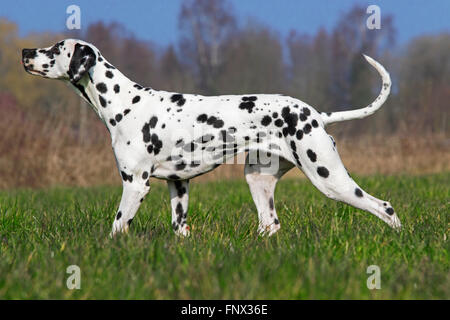 Dalmata carrello / cane / spotted dog coach nel campo Foto Stock