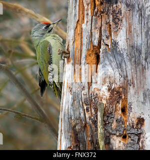 Picchio cenerino / grigio-di fronte un picchio (Picus canus) maschio rovistando sul tronco di albero nella foresta Foto Stock