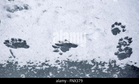 Lontra europea (Lutra lutra) Orme nella neve sul laghetto congelato in inverno Foto Stock