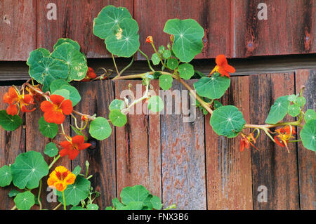 Fioritura la viticoltura su una porta di legno, Massachusetts, STATI UNITI D'AMERICA Foto Stock