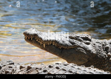 Coccodrillo del Nilo o coccodrillo comune (Crocodylus niloticus) crogiolarsi sulla banca Foto Stock