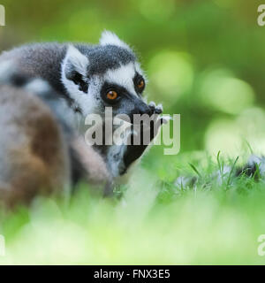 Anello-tailed Lemur (Lemur catta) crogiolarsi al sole, Madagascar, Africa Foto Stock