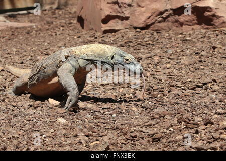 Drago di Komodo (Varanus komodoensis), vista laterale Foto Stock