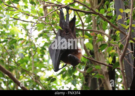 Largo flying fox / frutti di grandi dimensioni bat / kalong (pteropus vampyrus) Foto Stock